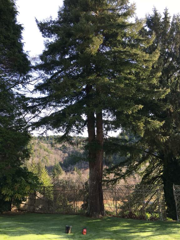 Pictures for Walker's Tree Service LLC in Shasta Lake, CA 96019